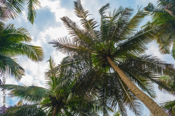 Fototapeta View up of palm trees and blue skies