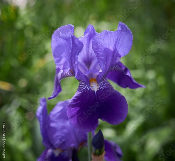 Fototapeta Purple Iris
