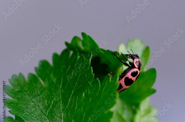 Obraz Ladybug