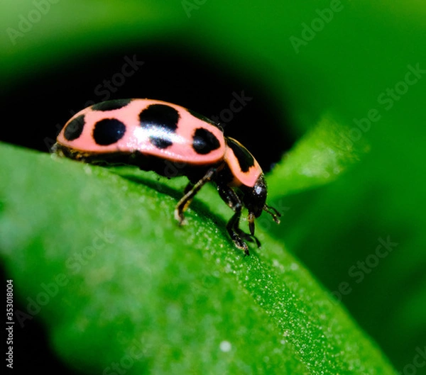Obraz Ladybug