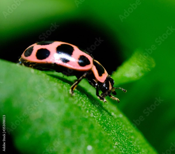 Obraz Ladybug