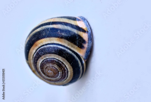 Obraz Snail shell