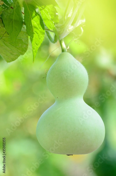 Obraz ひょうたん