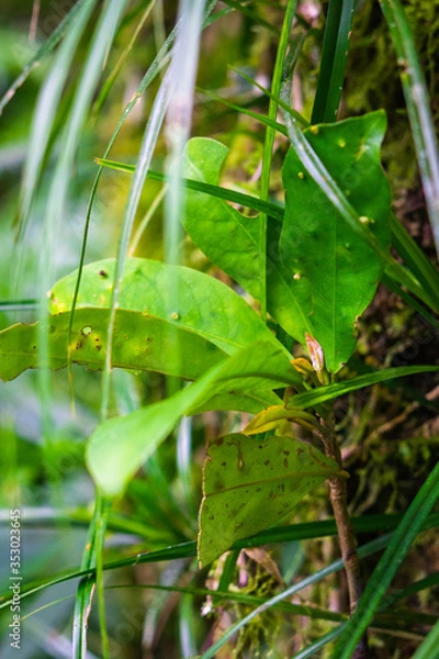 Obraz a knobbly branch shoot