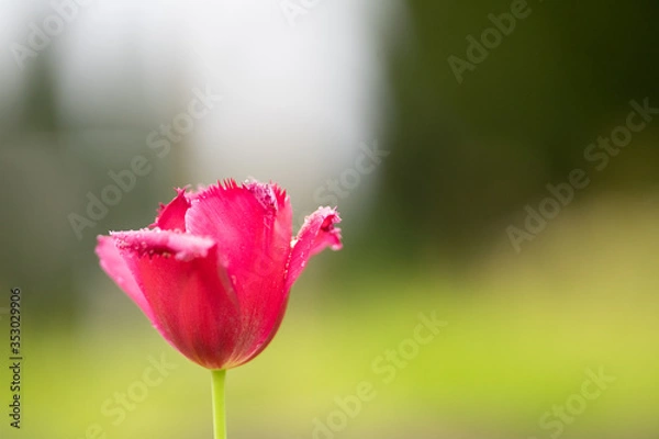 Fototapeta チューリップ