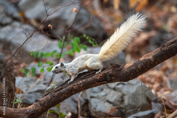Fototapeta A white forest squirrel is climbing a branch for food.