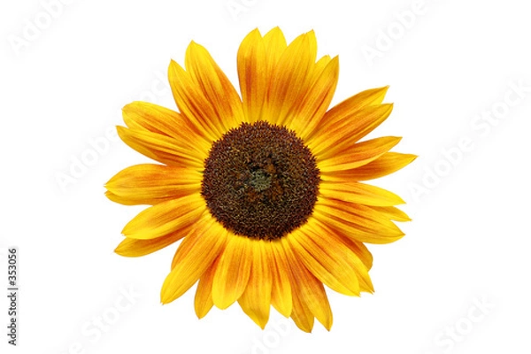 Fototapeta Słonecznik zardzewiał