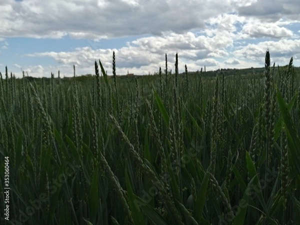 Fototapeta CORNFIELD