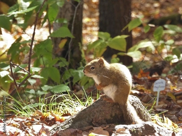 Obraz wachsames Eichhörnchen