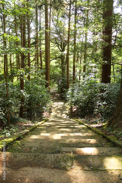 Fototapeta 森の中の階段