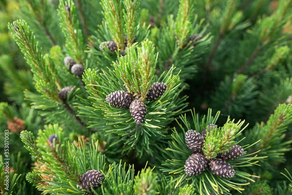 Obraz Green pine tree and pine cones