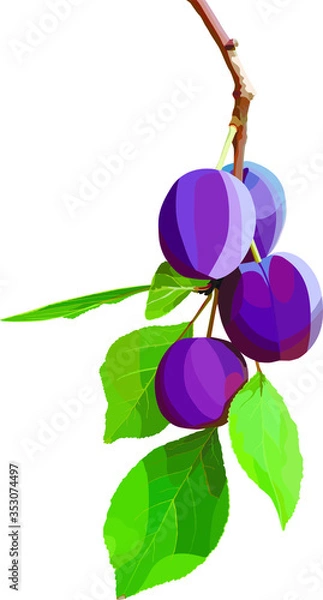 Fototapeta Realistic and beautiful vector plum berries. Adornment for greeting card.  EPS 10