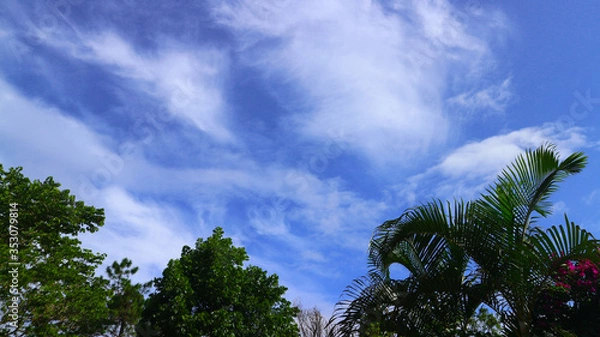 Fototapeta palm trees and sky
