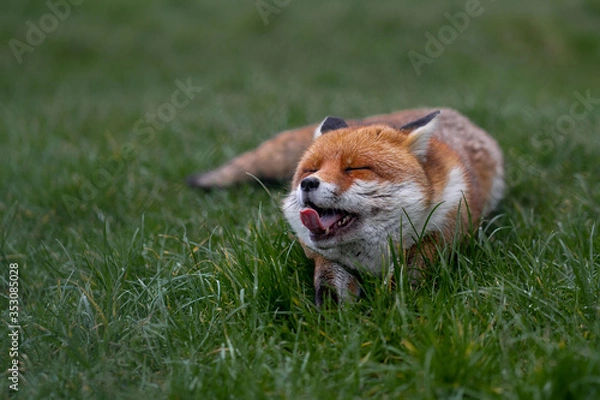 Obraz Cute fox hungry