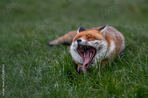 Obraz Cute fox yawning