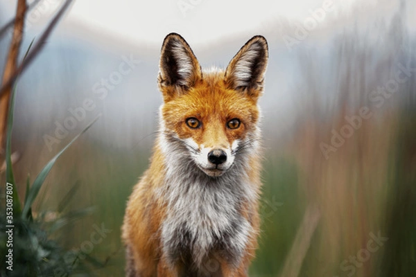 Fototapeta Close up of a red fox in the wilderness.