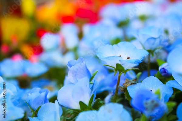 Obraz ネモフィラ