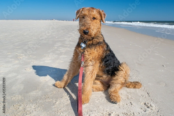 Obraz dog on the beach