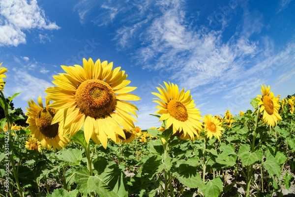 Obraz 北竜・雨竜のひまわり