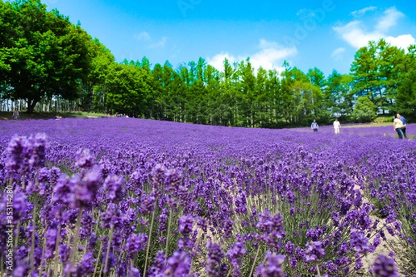 Fototapeta 富良野のラベンダー畑
