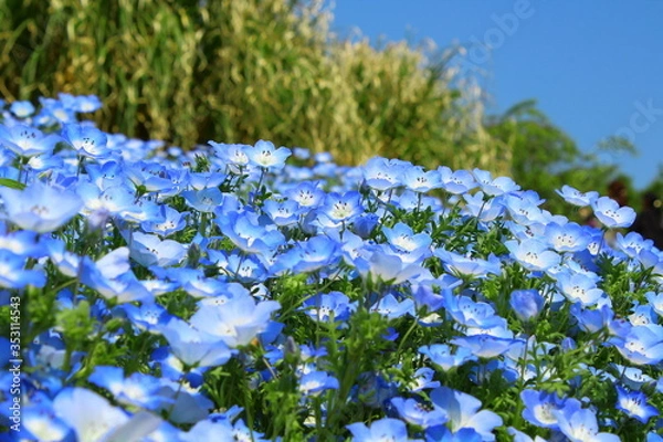 Obraz ネモフィラ