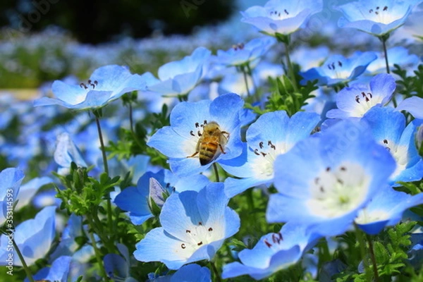 Obraz ネモフィラ