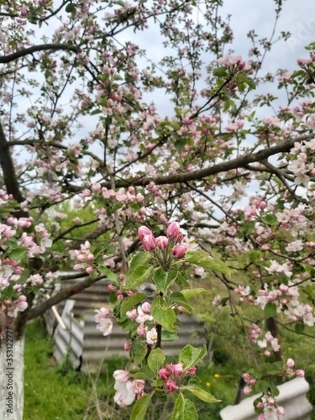 Fototapeta blooming apple tree