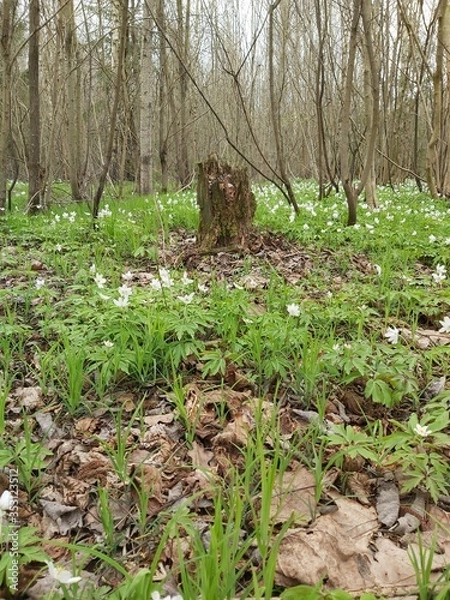 Obraz spring in the forest