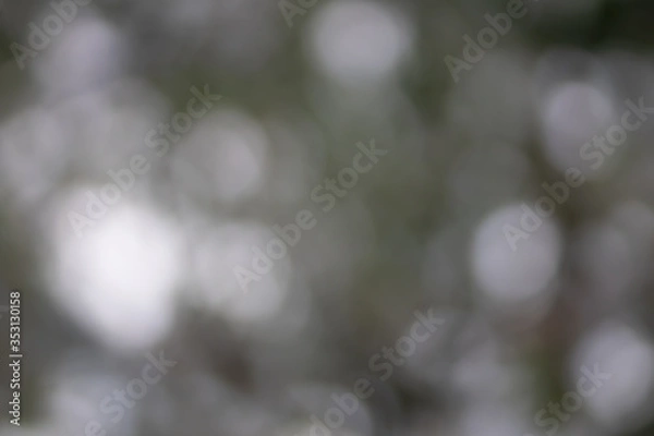 Obraz Abstract gray bokeh defocused natural background