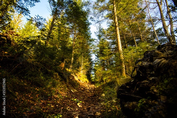 Fototapeta Beautiful forest in Carpathian mountains, Ukraine, Europe. Scenery of nature with sunlight. Beauty of nature concept background.