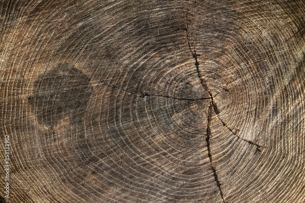 Obraz Wood texture stump background