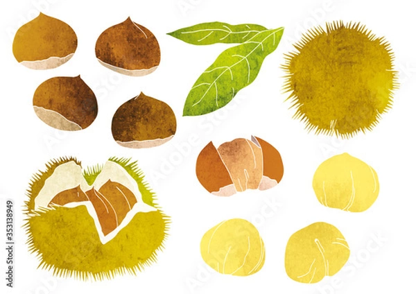 Obraz いろんな栗のベクターイラスト（水彩）