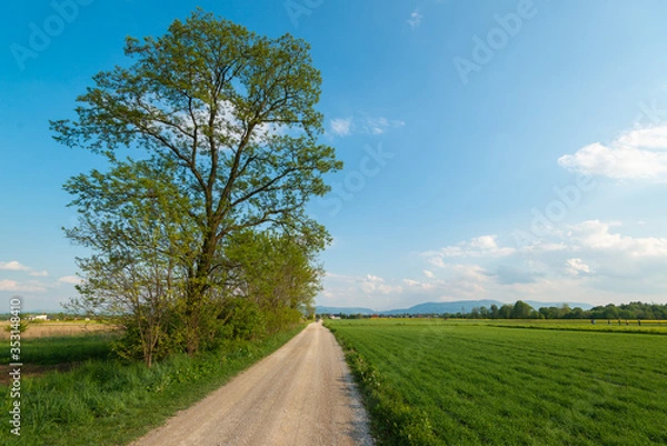 Obraz Drzewo na polnej drodze 