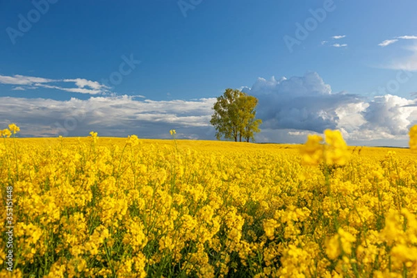 Obraz Rzepak - żółte kwiaty rzepaku - krajobraz rolniczy, Polska, Warmia i mazury