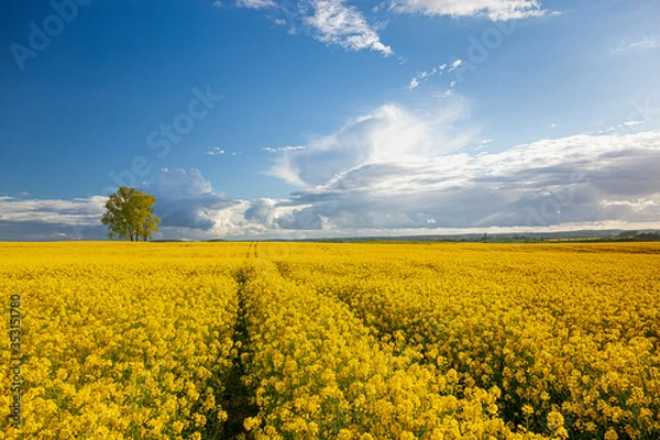 Obraz Rzepak - żółte kwiaty rzepaku - krajobraz rolniczy, Polska, Warmia i mazury