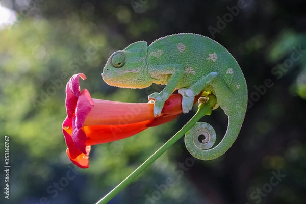 Fototapeta chameleon on a branch