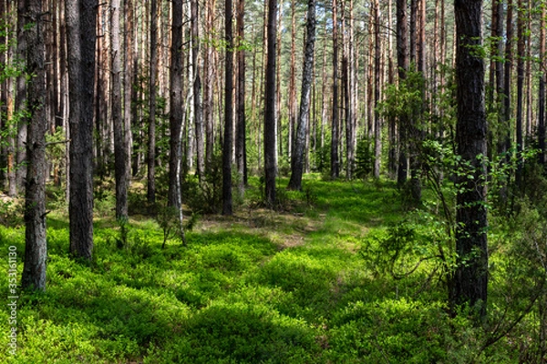 Fototapeta Wiosna na Podlasiu. Puszcza Knyszyńska, Podlasie, Polska