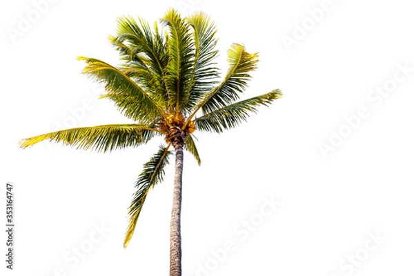 Fototapeta palm tree isolated on white