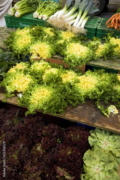 Fototapeta escarola