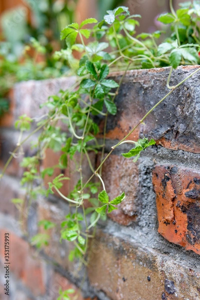 Obraz レンガの壁と植物