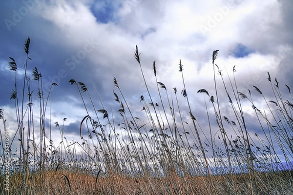 Fototapeta Reed Grass Field Under Cloudy Sky In The Summer