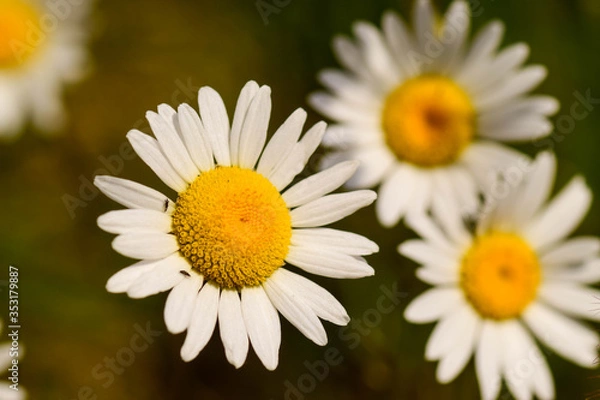 Obraz Rumianek w słońcu