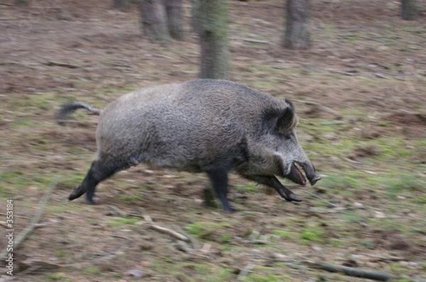 Obraz running wild pig