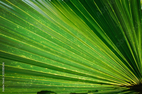 Obraz plam sheet green