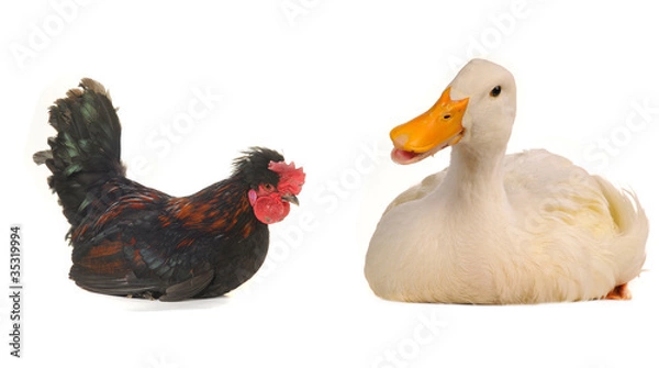 Fototapeta duck