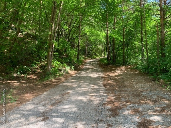 Obraz path in the forest