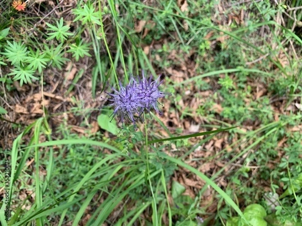 Obraz wild flowers in the forest