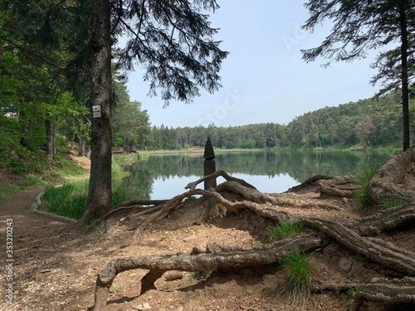 Obraz tree in the forest