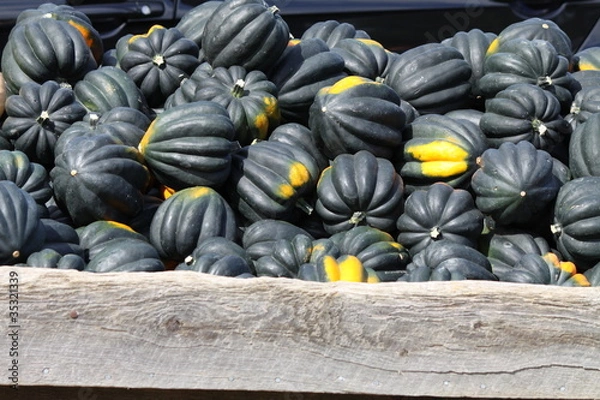 Obraz Acorn Squash