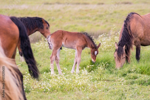 Obraz newborn Foal grazing